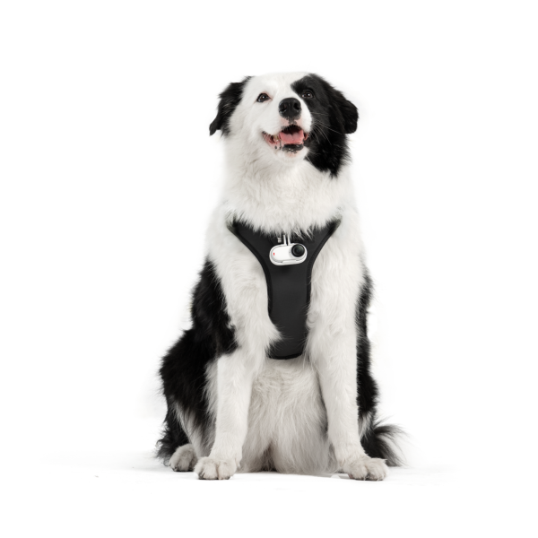 Pet Harness Mount Size L - Insta360 Store
