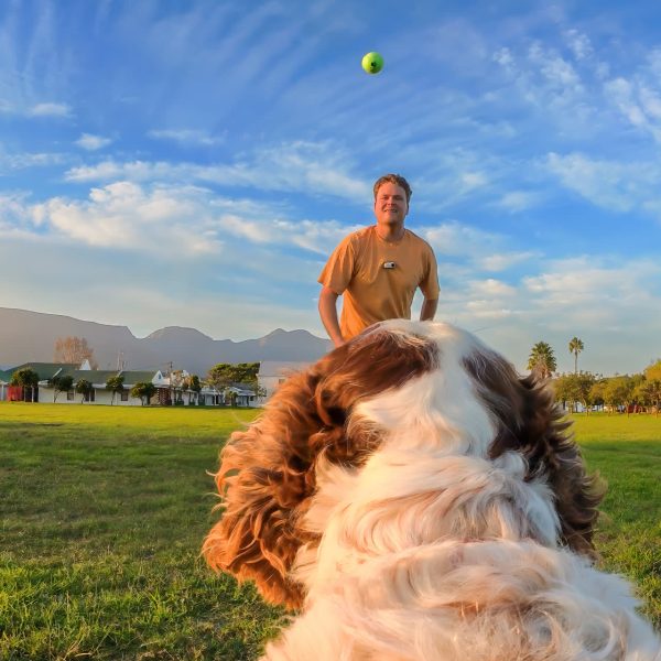 Pet Harness Mount - Accessories - Insta360 Store